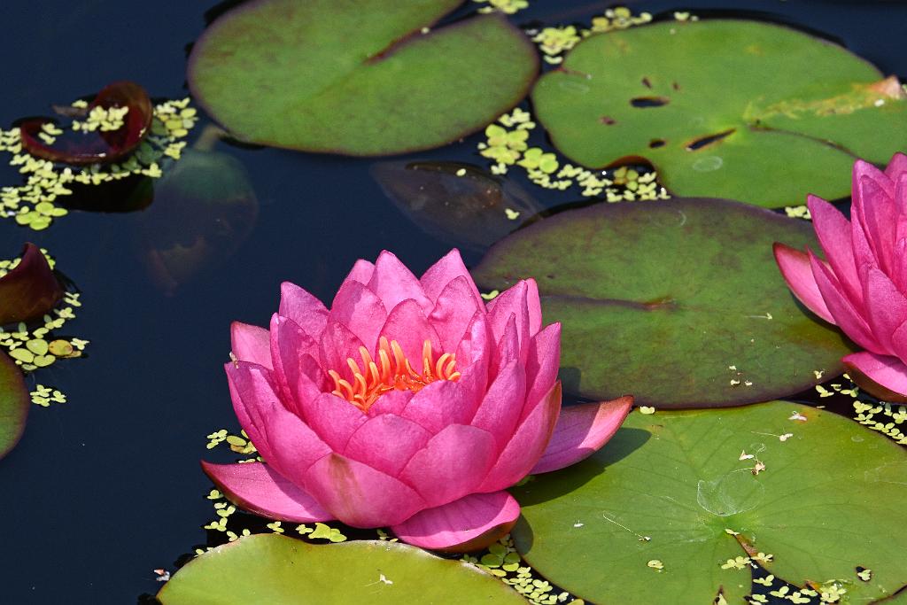 2025-08039877 Tower Hill Botanic Garden, MA.JPG - Water Lily. New England Botanic Garden at Tower Hill, MA, 8-3-2025